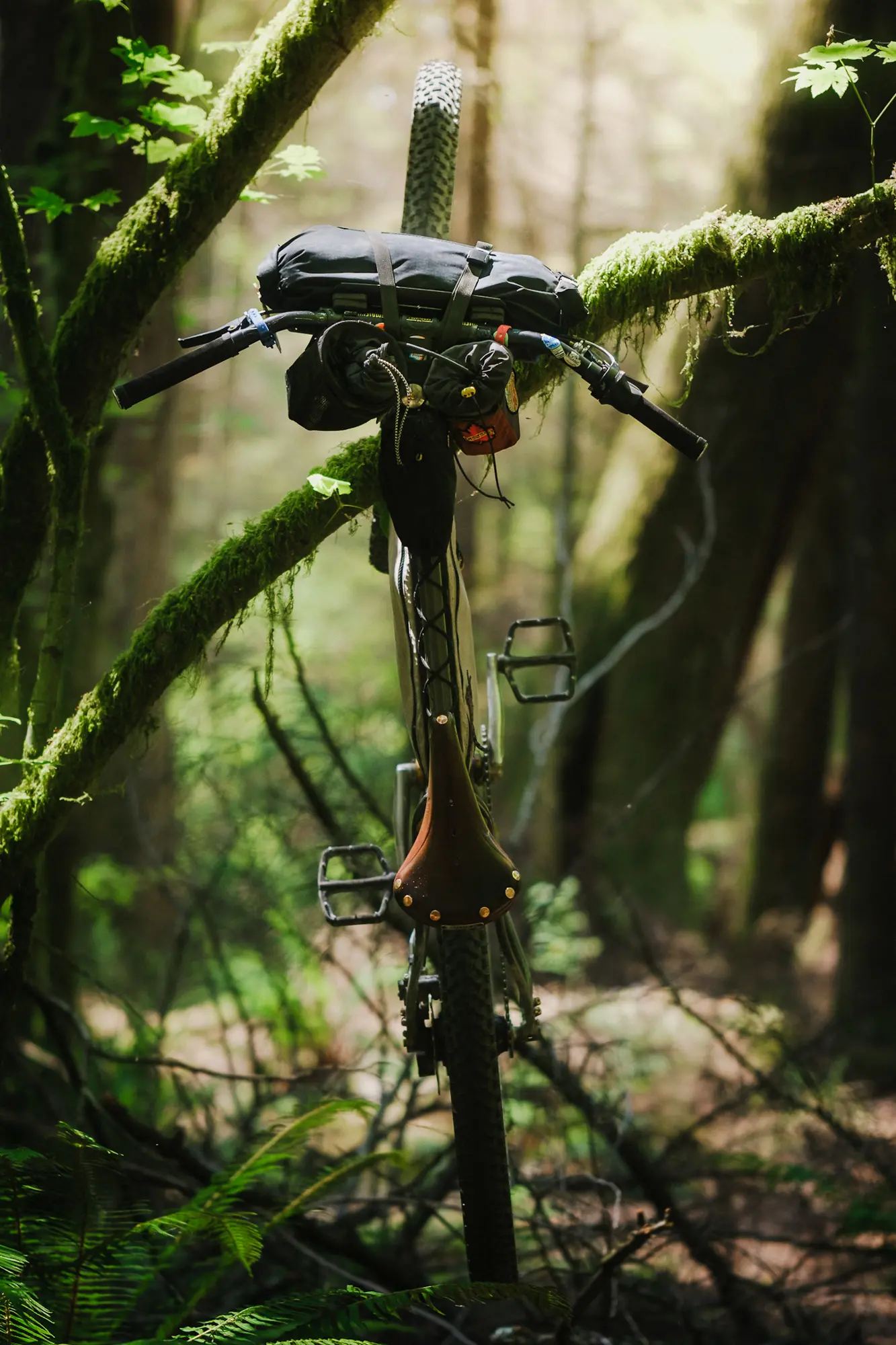 bike in tree