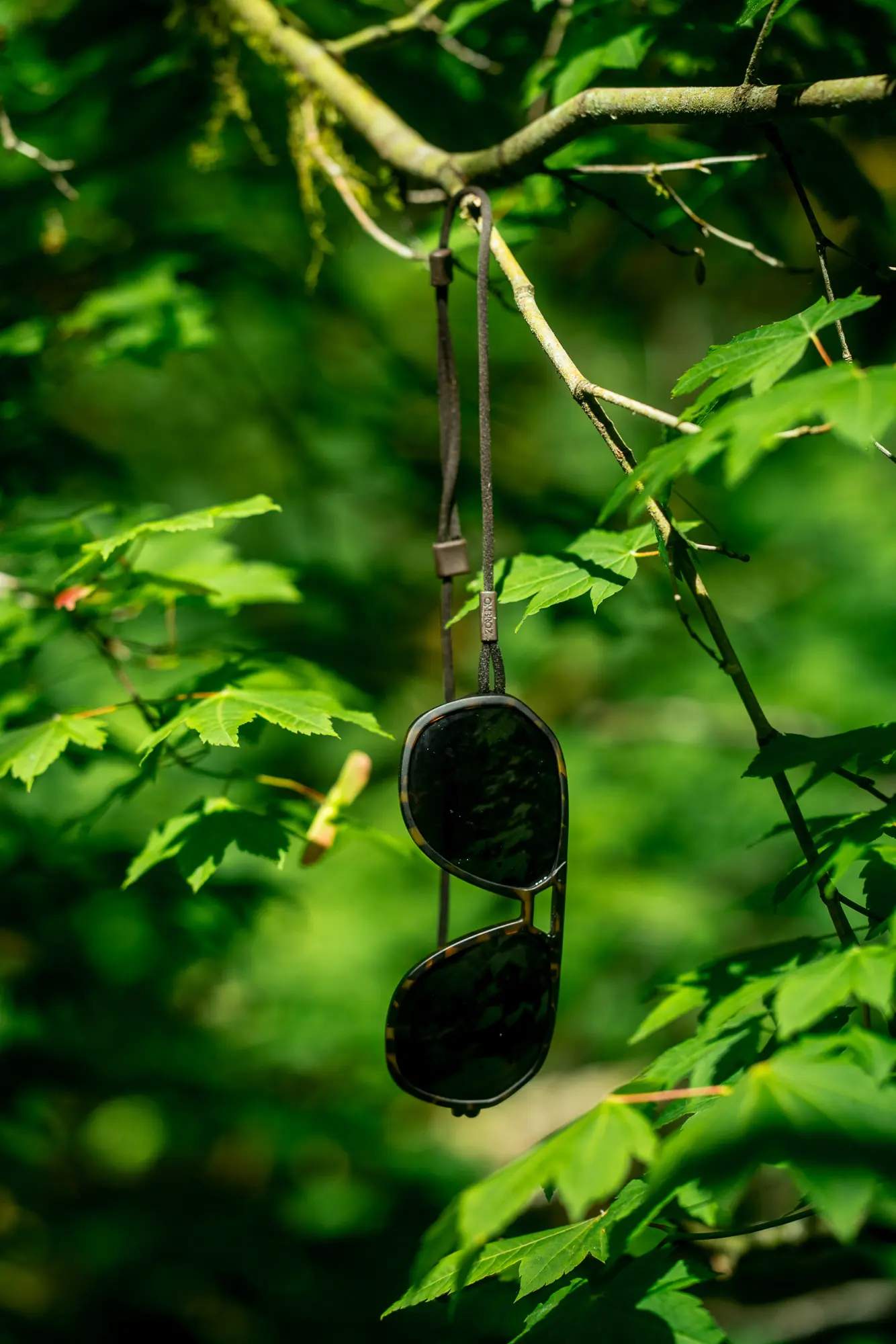 hanging in tree