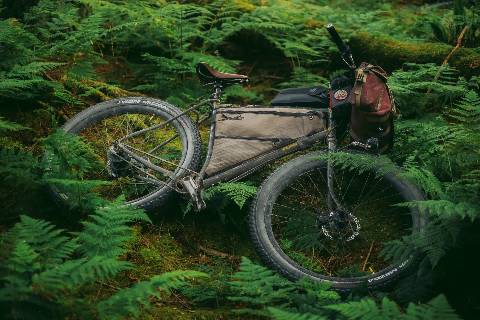 in the ferns