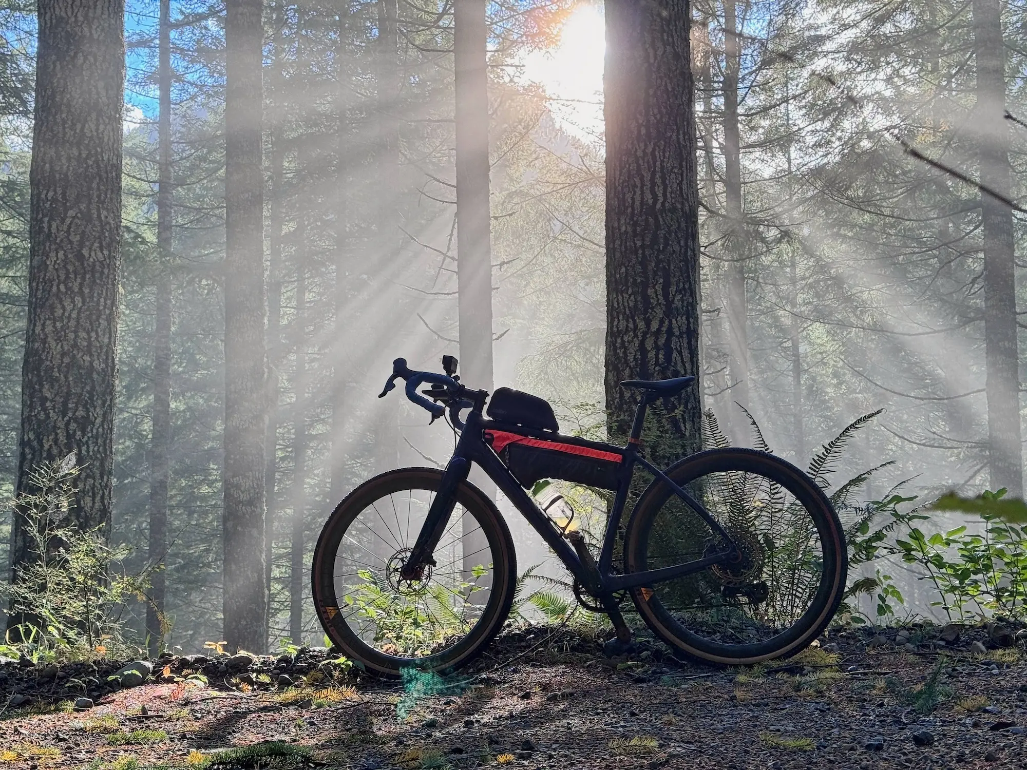 Sunbeams through the mist in the tall timber