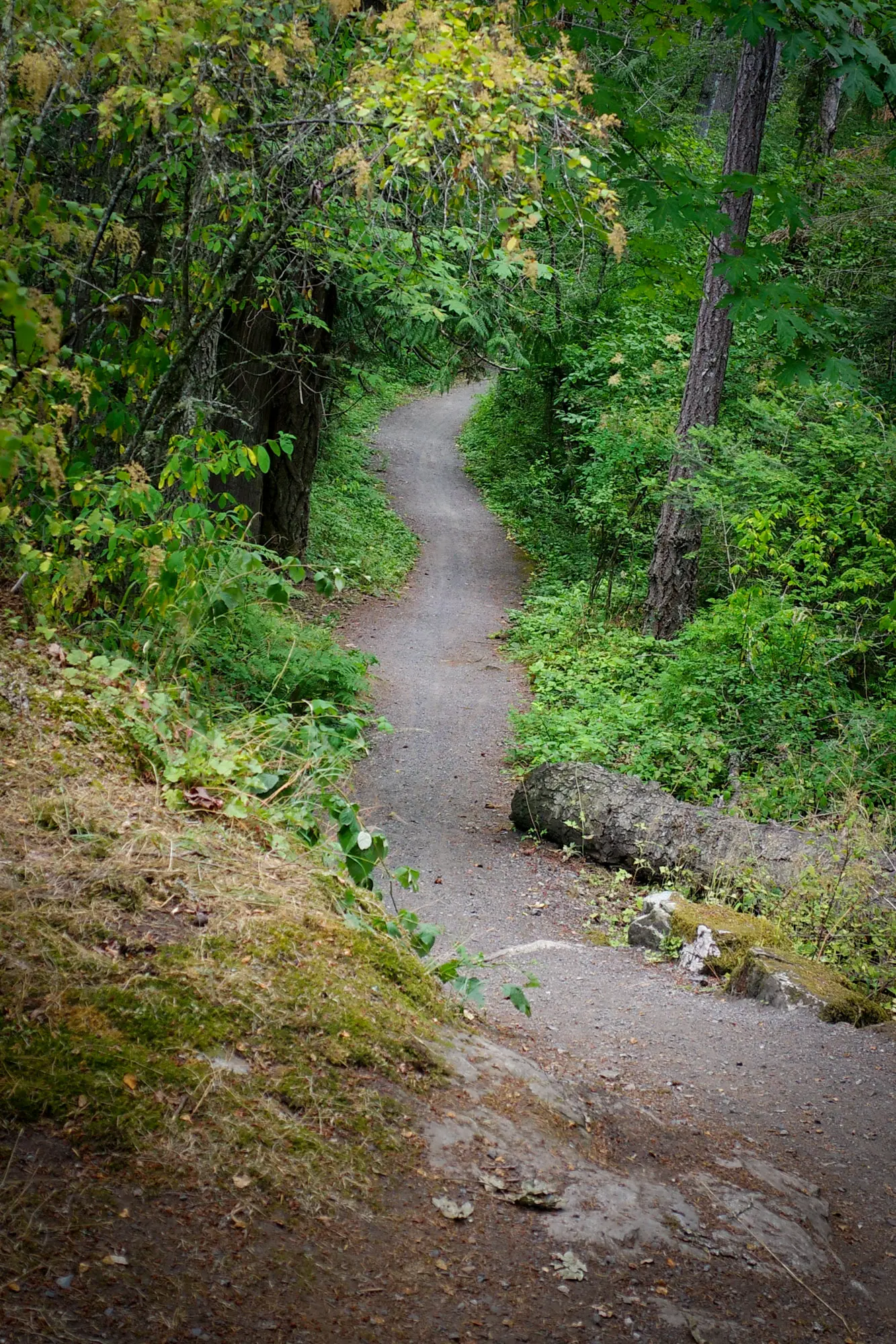 Singletrack winding through the forest