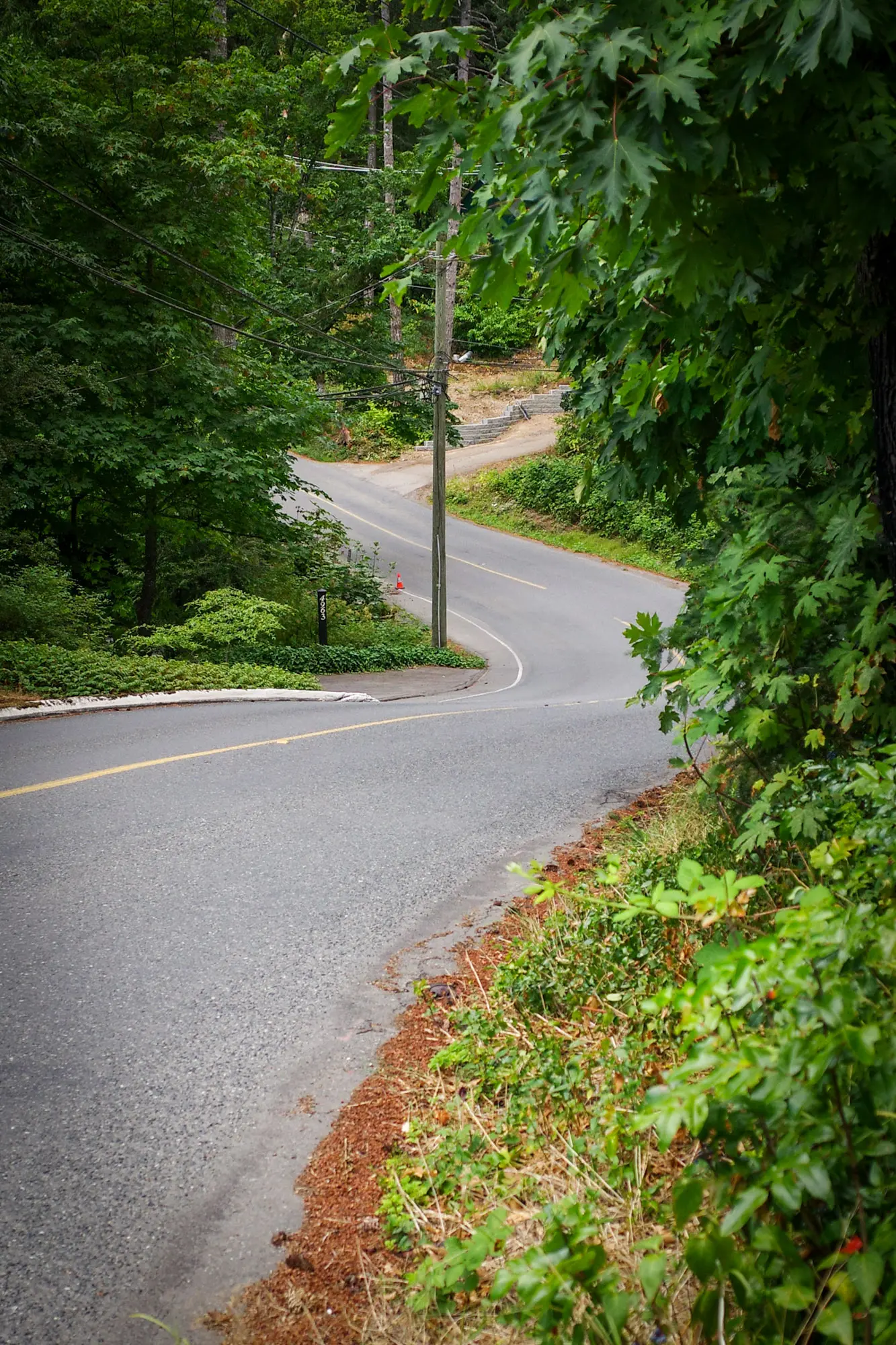 A winding treed road dropping through blind corners