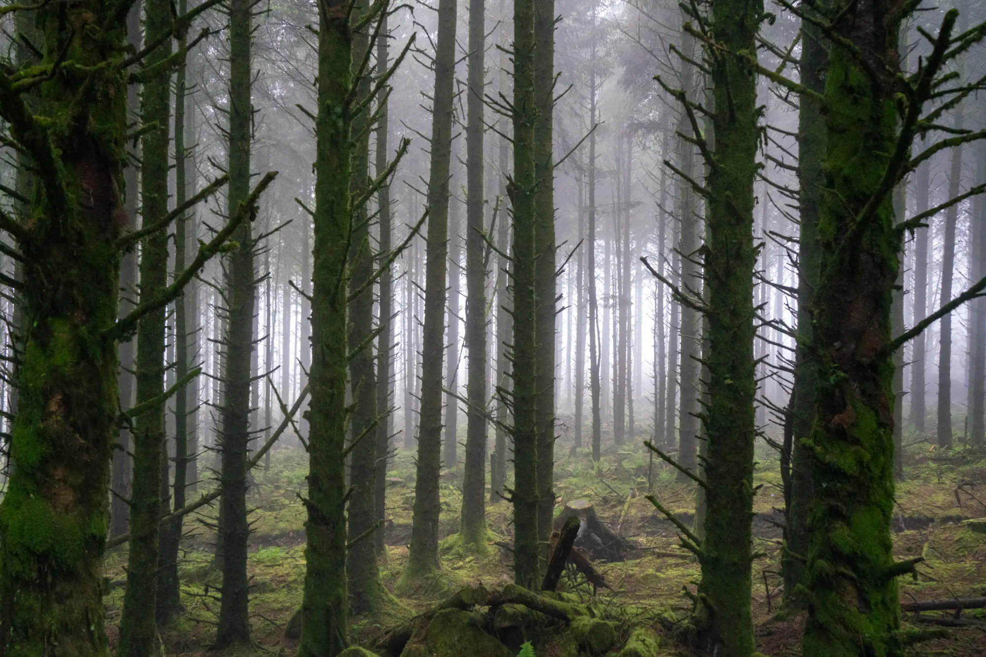 Some misty and spooky looking trees.