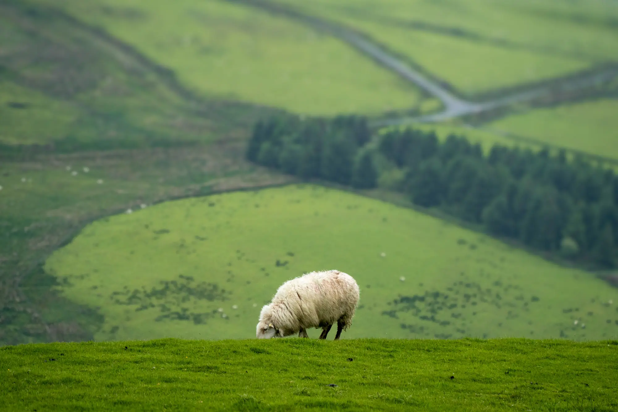 A sheep with fields in the distance.